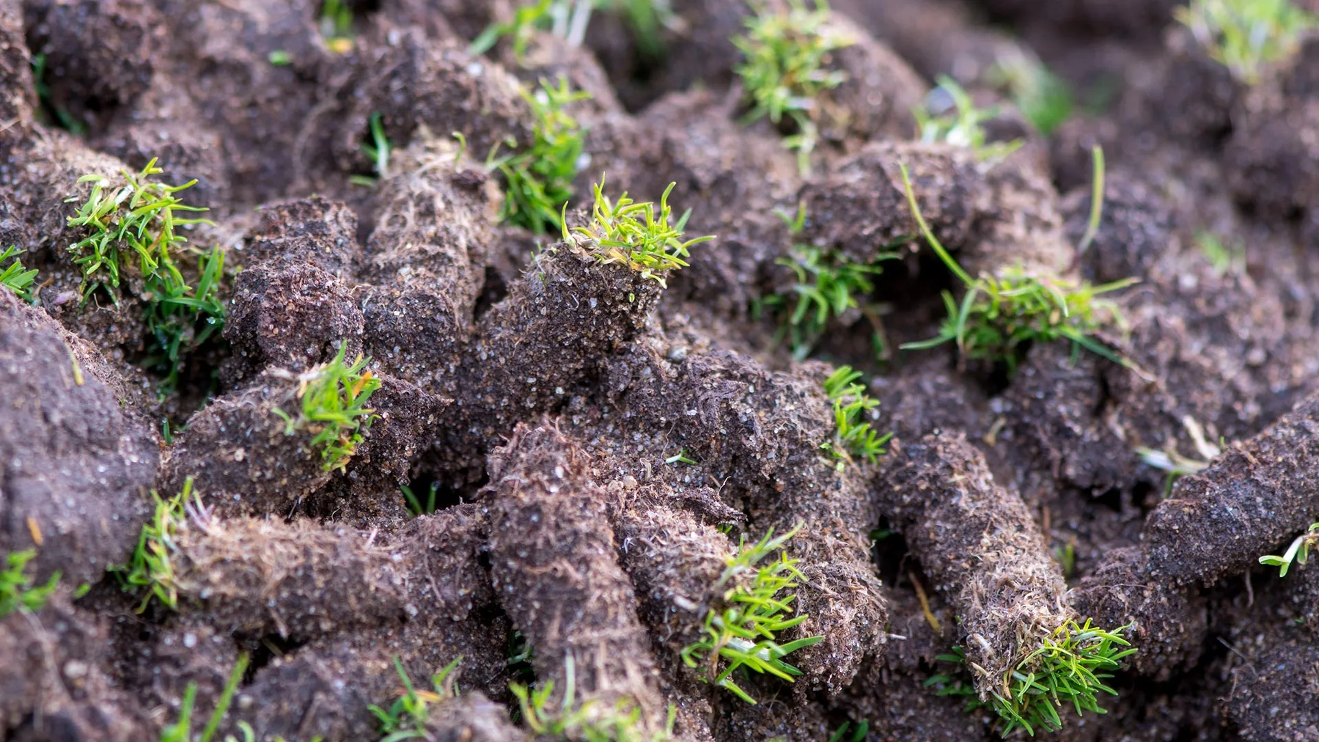 A pile of grass cores after the core aeration process in Omaha, NE.