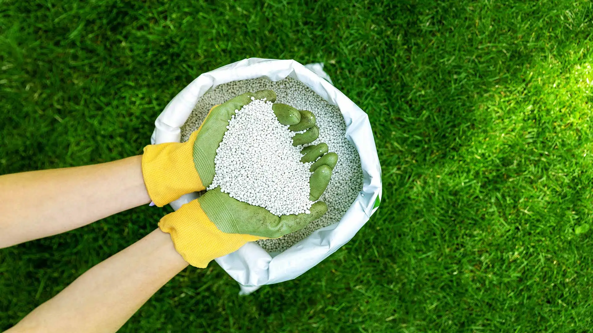 A handful of fertilizer held over a bag on top of lush green grass.