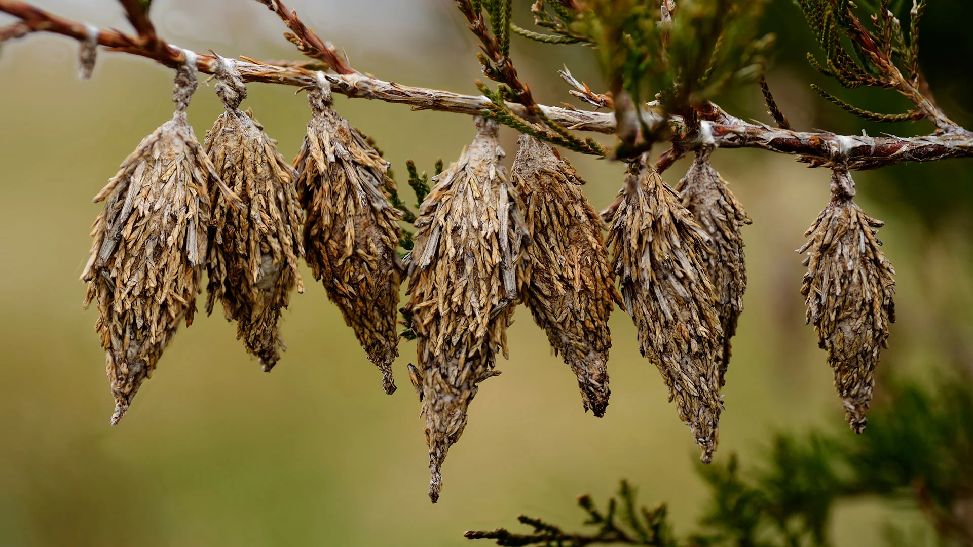 Bagworms on a tree branch by a home in Omaha, NE. 