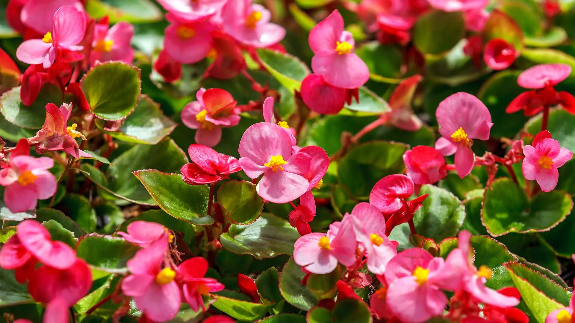 Bright begonia flowers in bloom near Bellevue, NE.