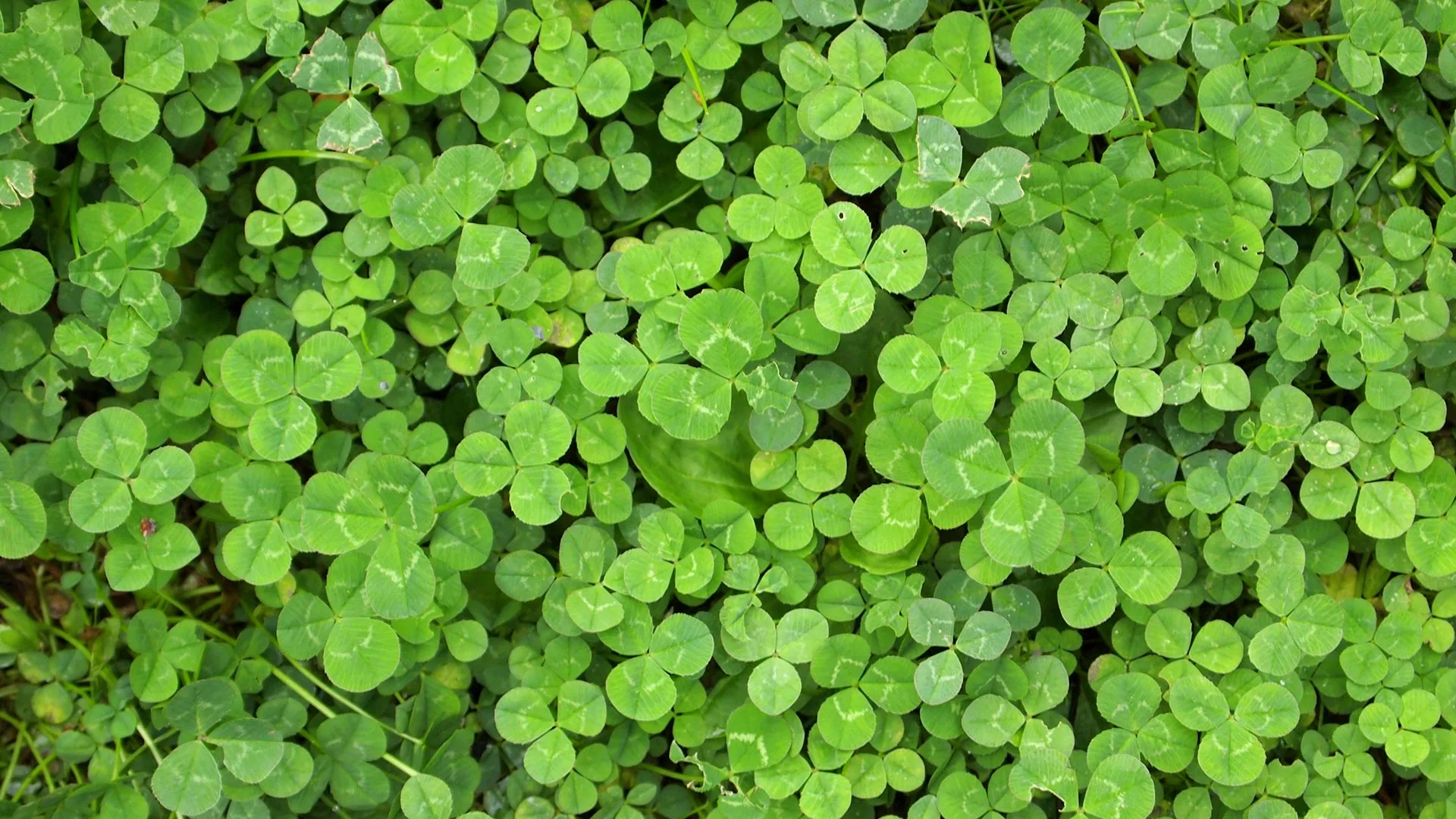 A bed of clover weeds on a property in Omaha, NE.