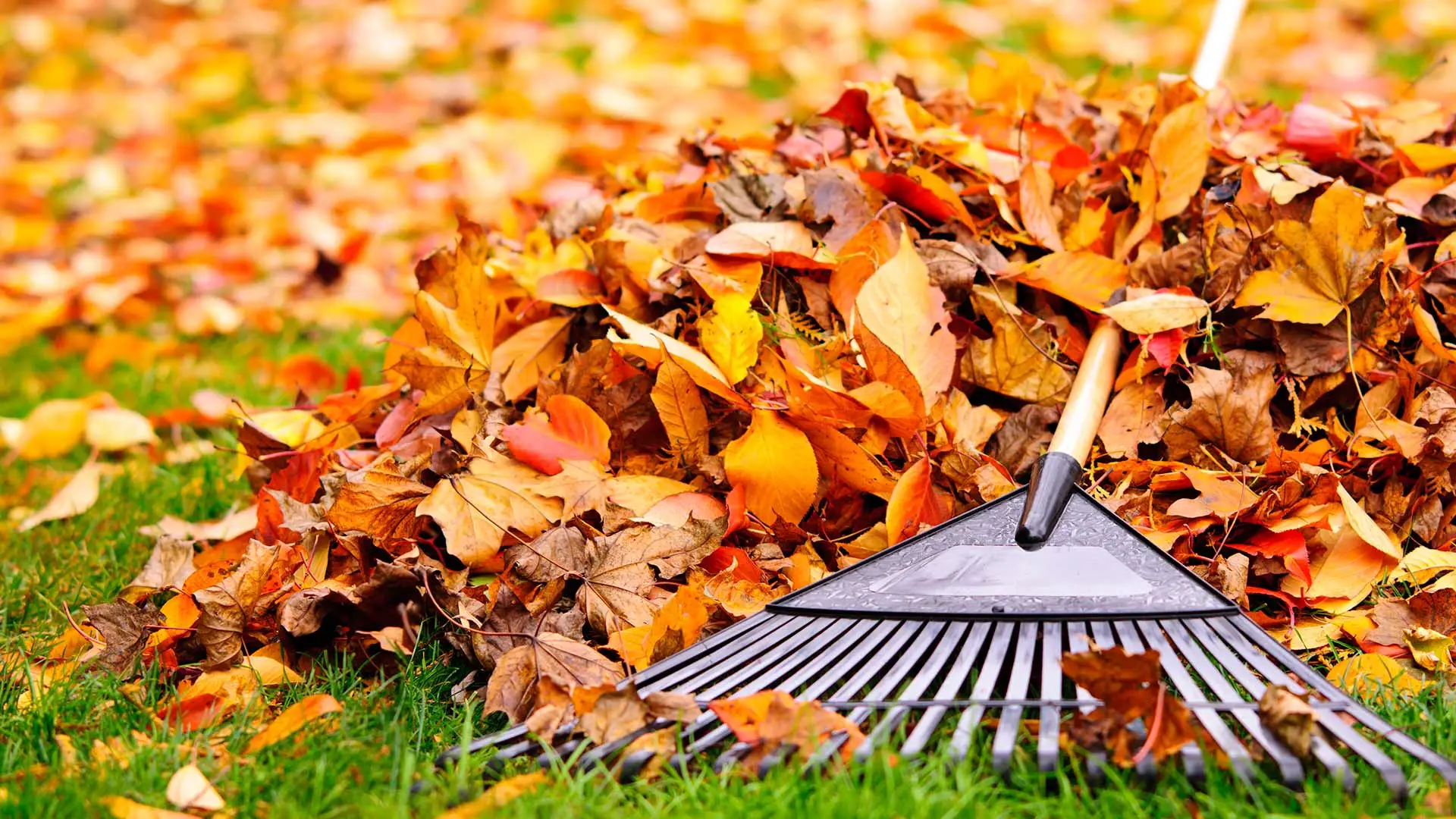 Golden, fall leaves and a rake at a home in Omaha, NE.