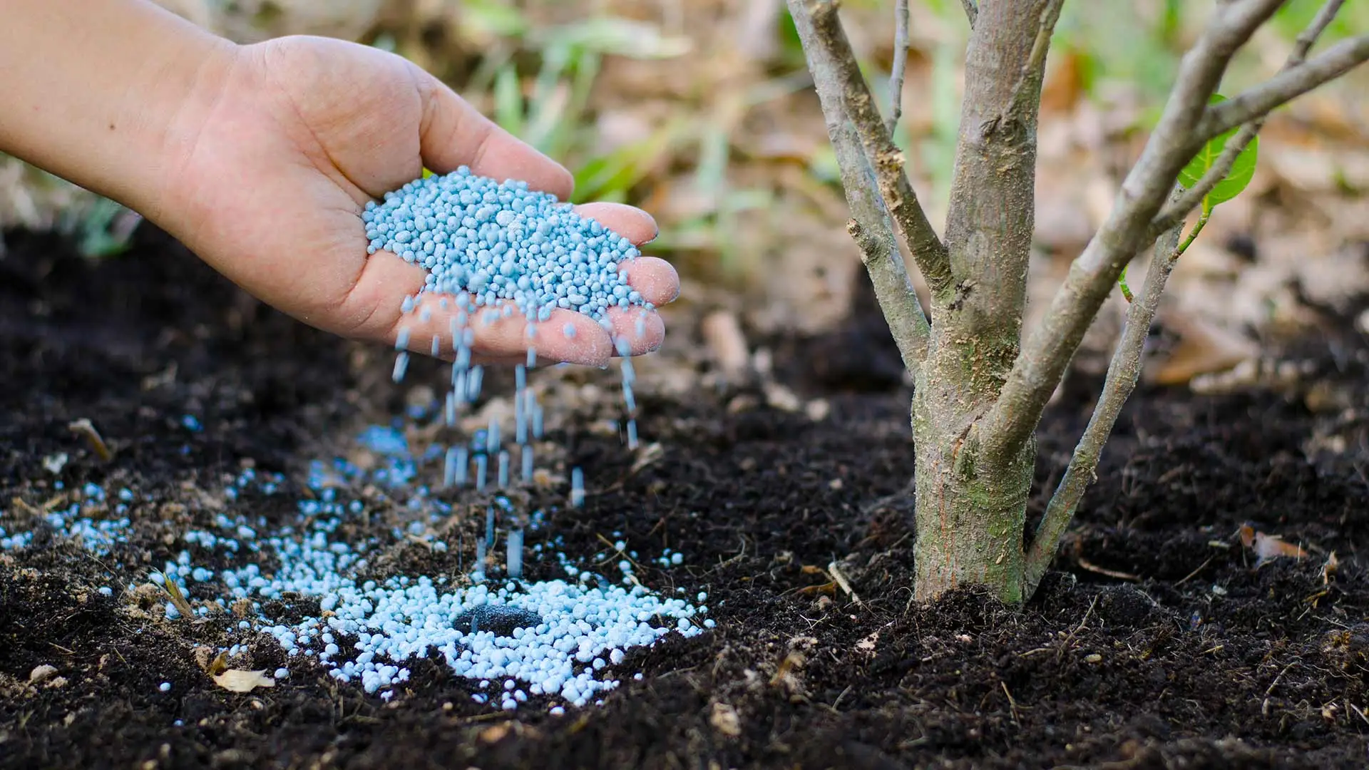 Fertilizer poured around the base of a small tree in Omaha, Nebraska.