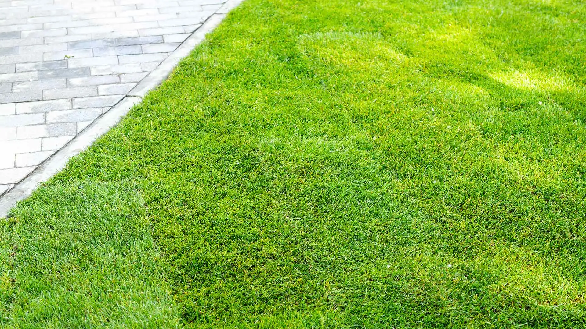 Your Guide to Caring for Sod After Installation