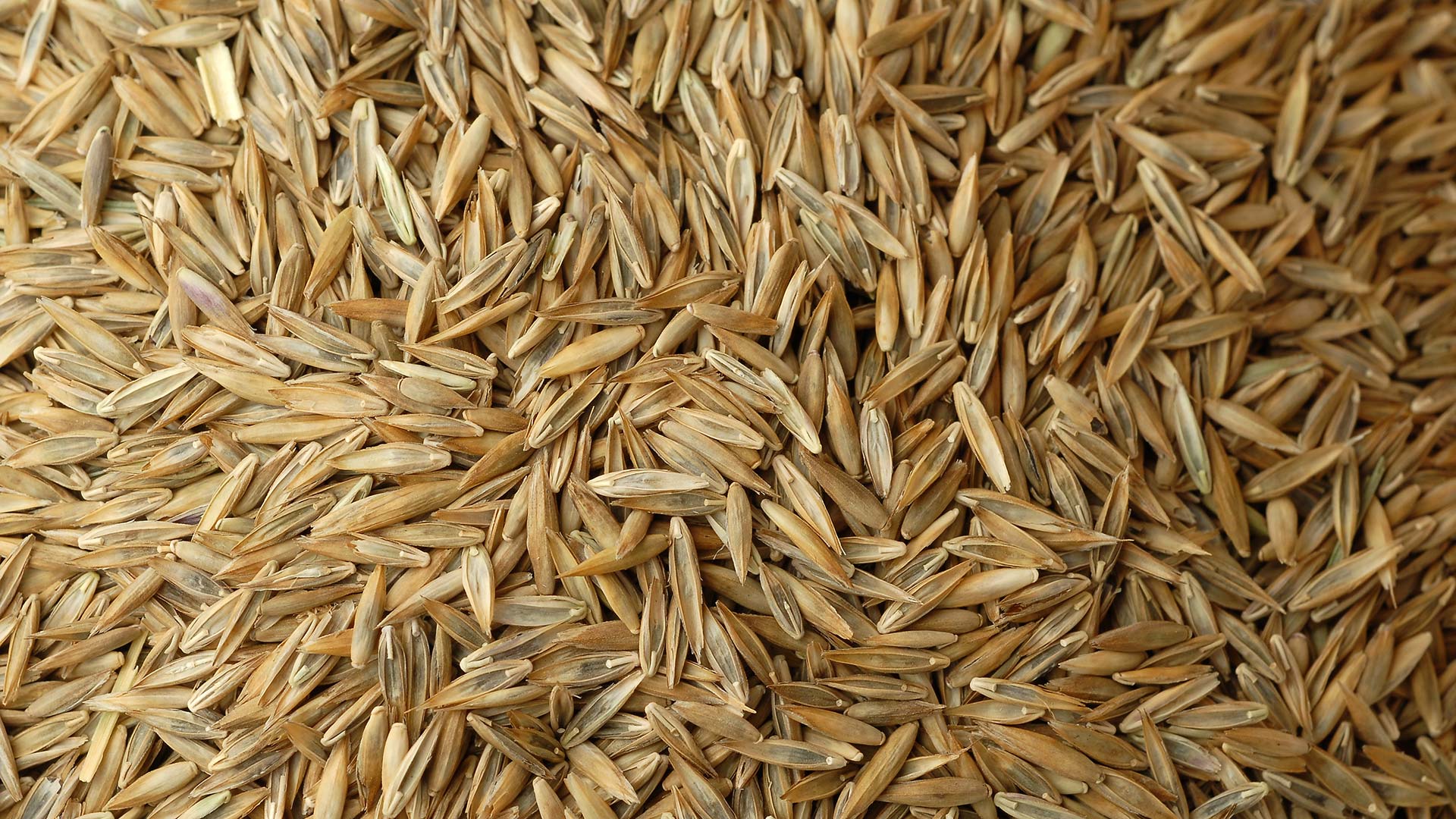 A pile of grass seeds in Omaha, NE.