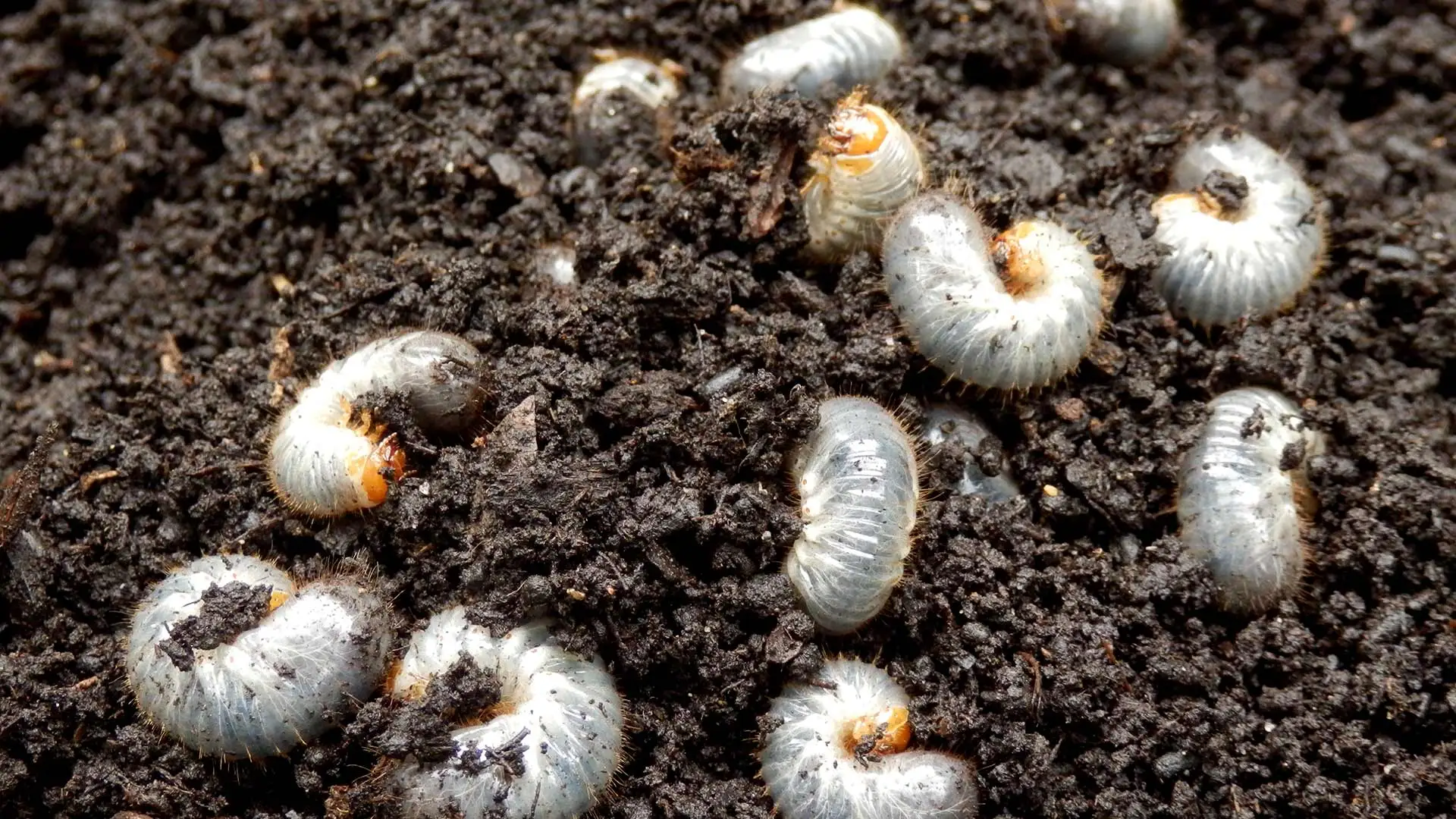 Grubs in soil near Omaha, NE.