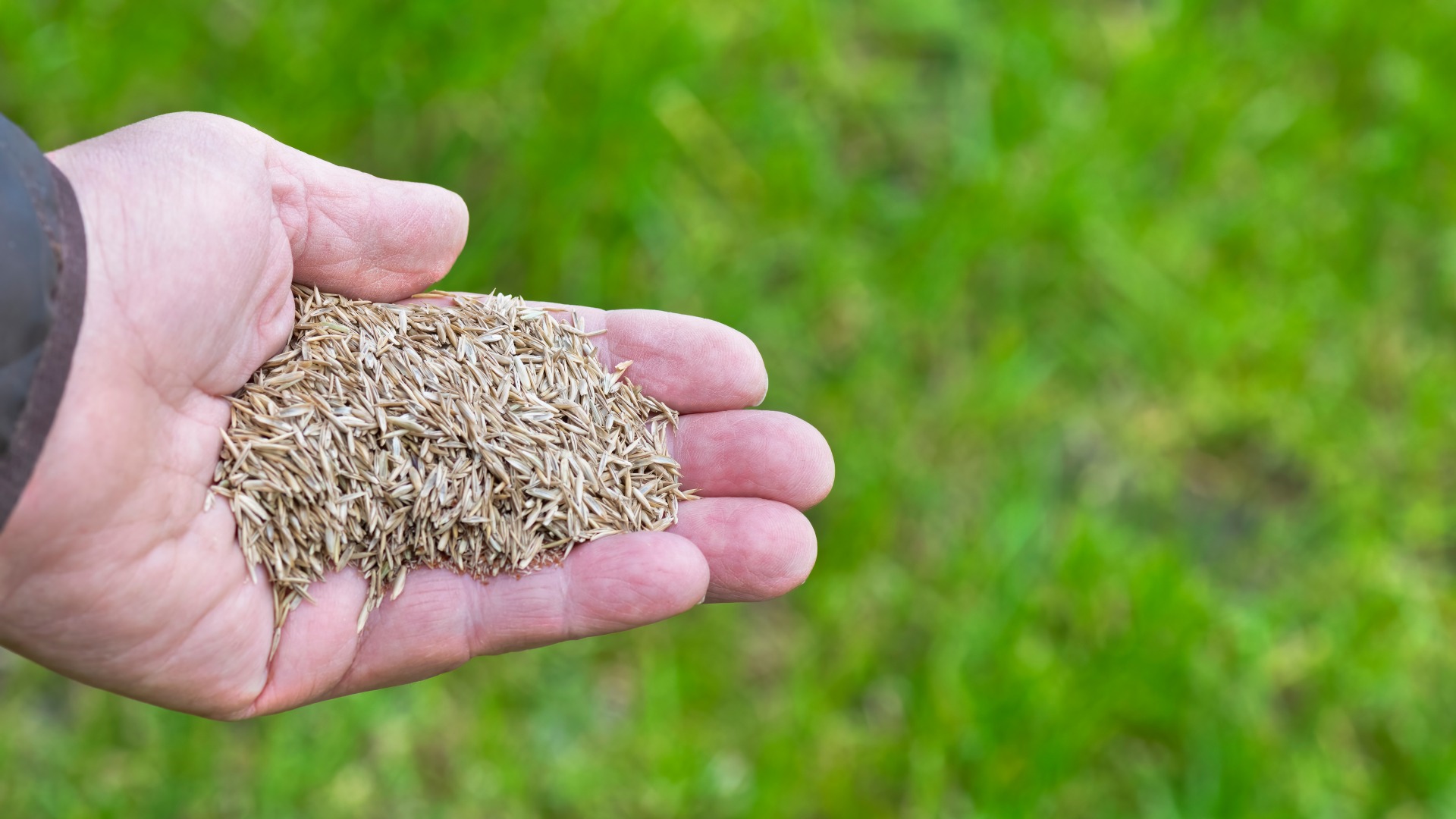 The Best Type of Grass Seeds to Use for Your Lawn in Omaha, NE.