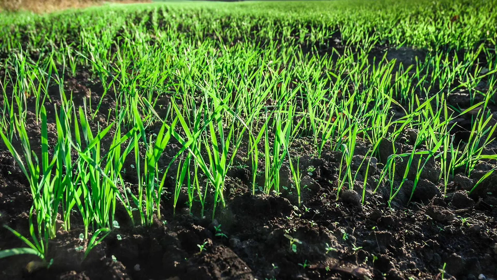 Green healthy grass and soil in Bellevue, NE.