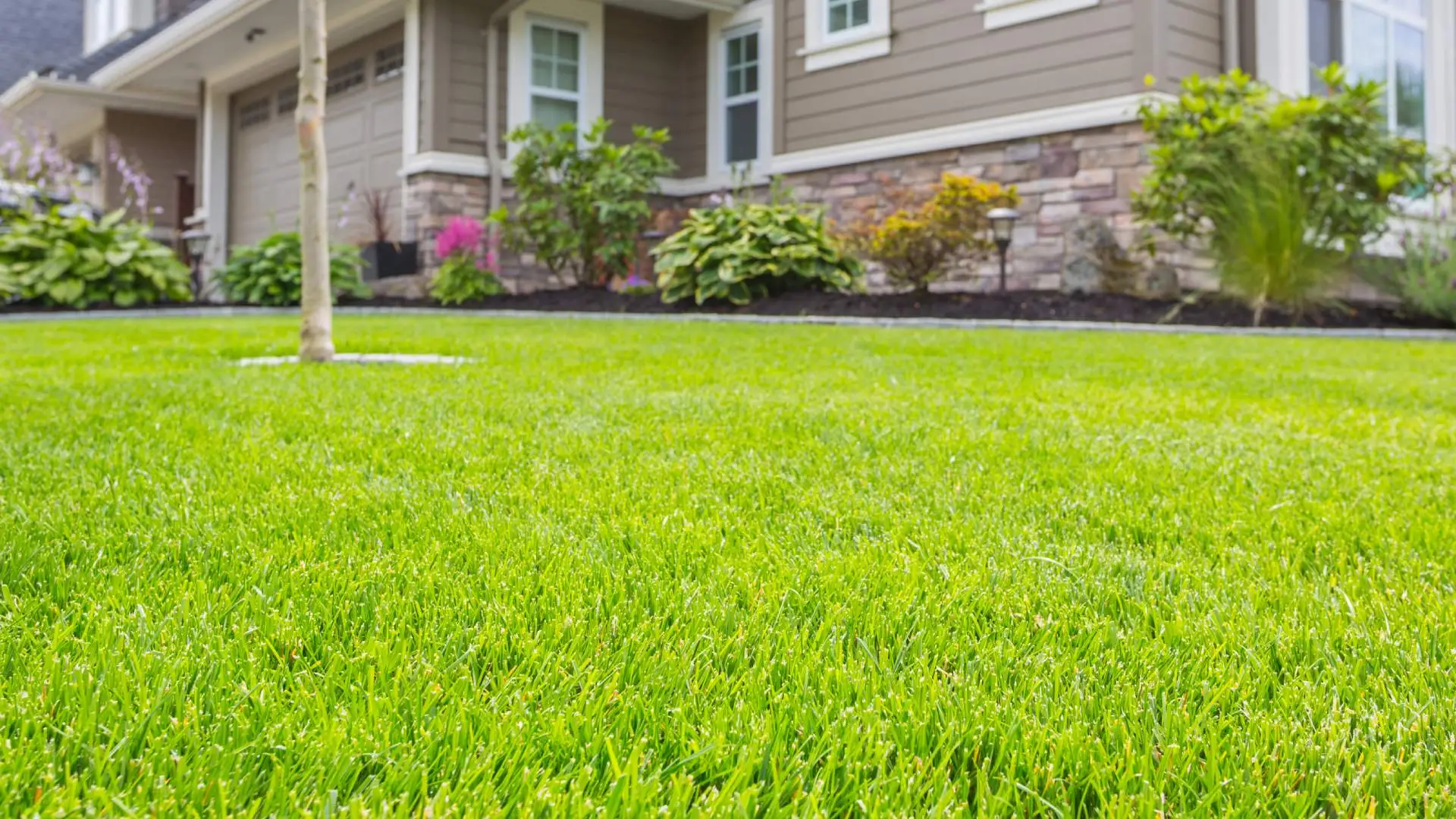 A lawn disease free lawn in Waterloo, NE.