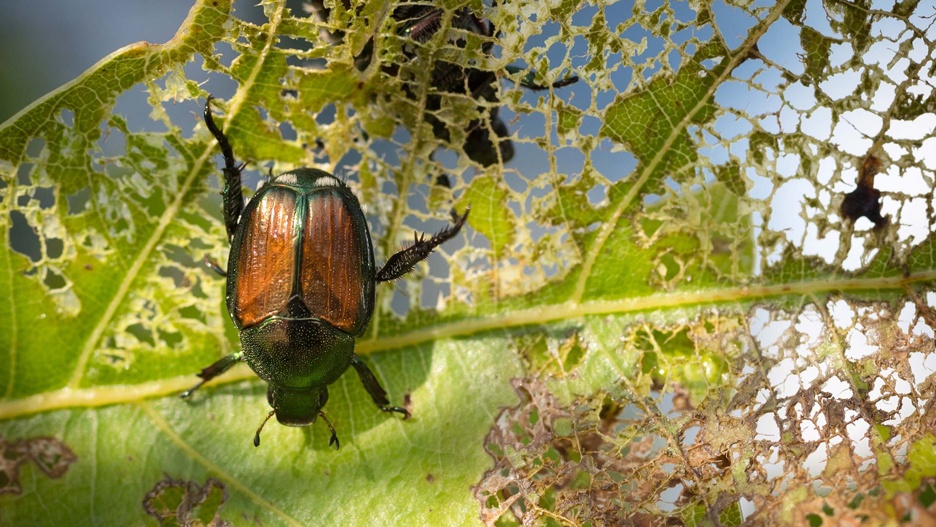 Japanese beetles on a leaf near La Vista, NE.