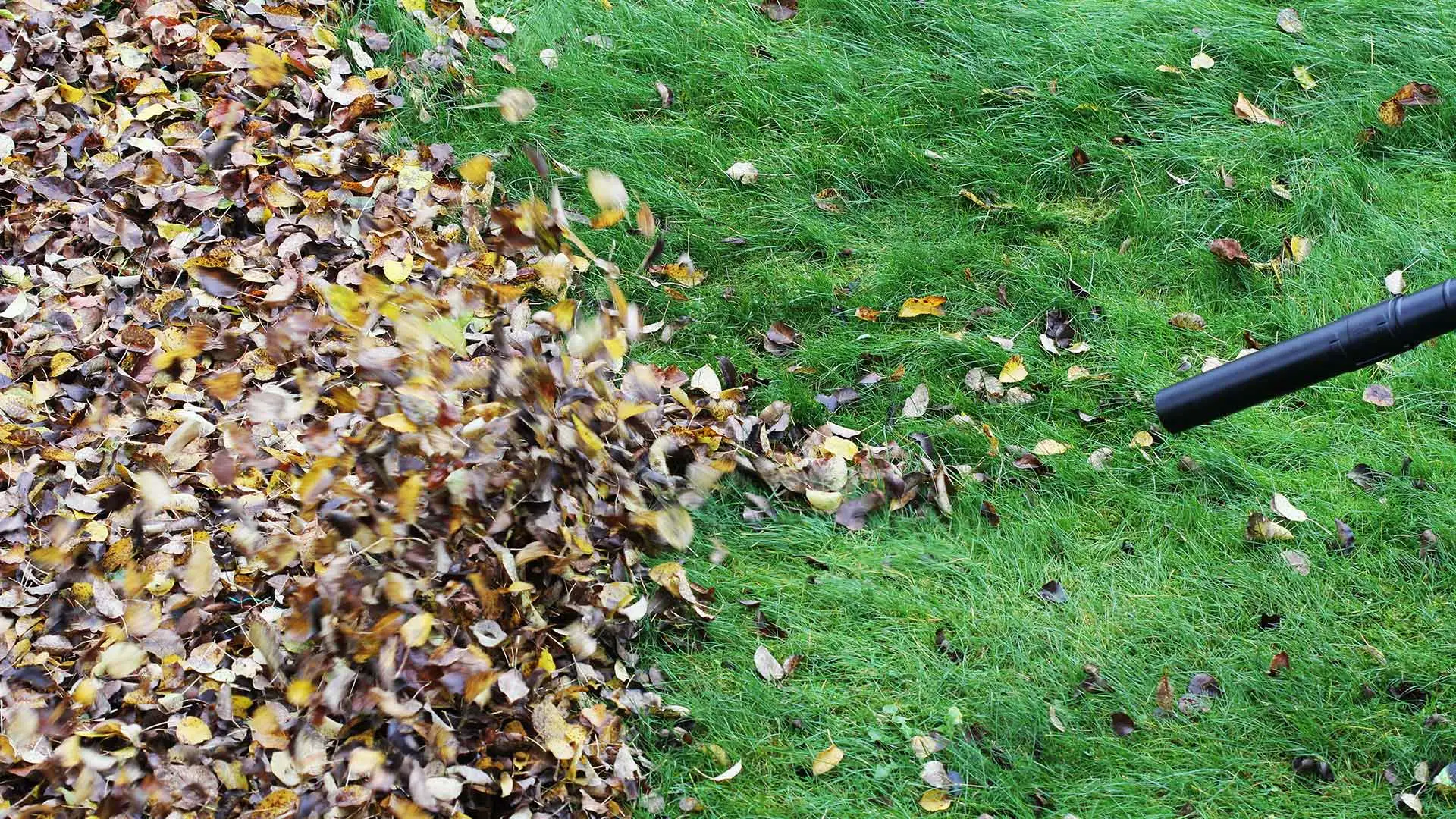 Leaf blower removing fall leaves from a lawn in Omaha, NE.