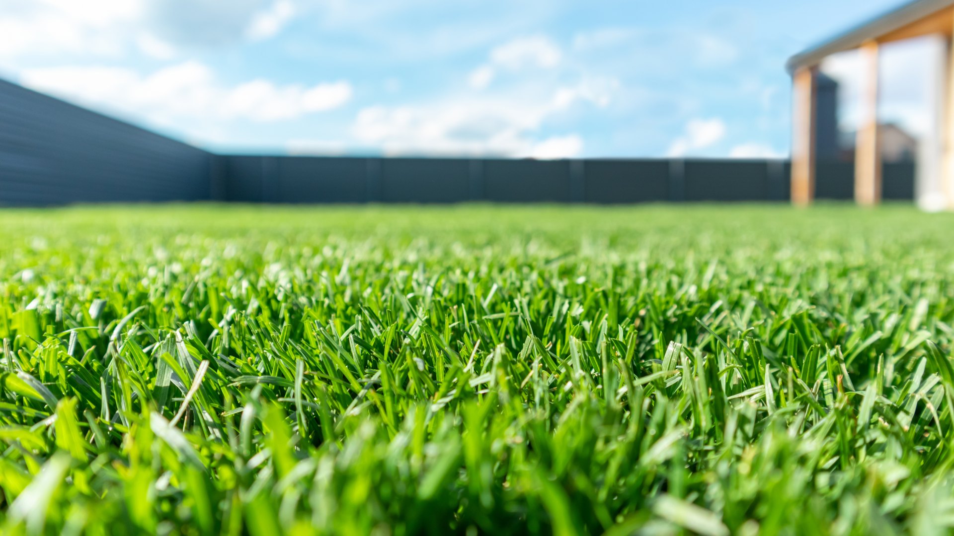 How to Choose Between Sod & Seed for Your New Lawn