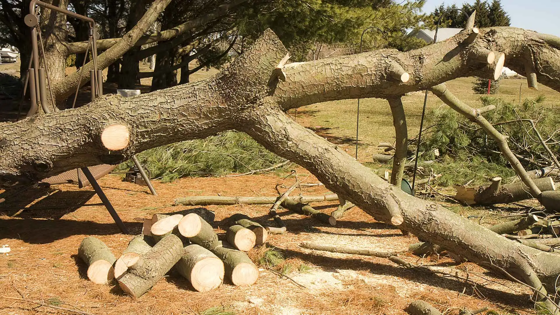 Tree in the process of being removed and sectioned in Bennington, NE.