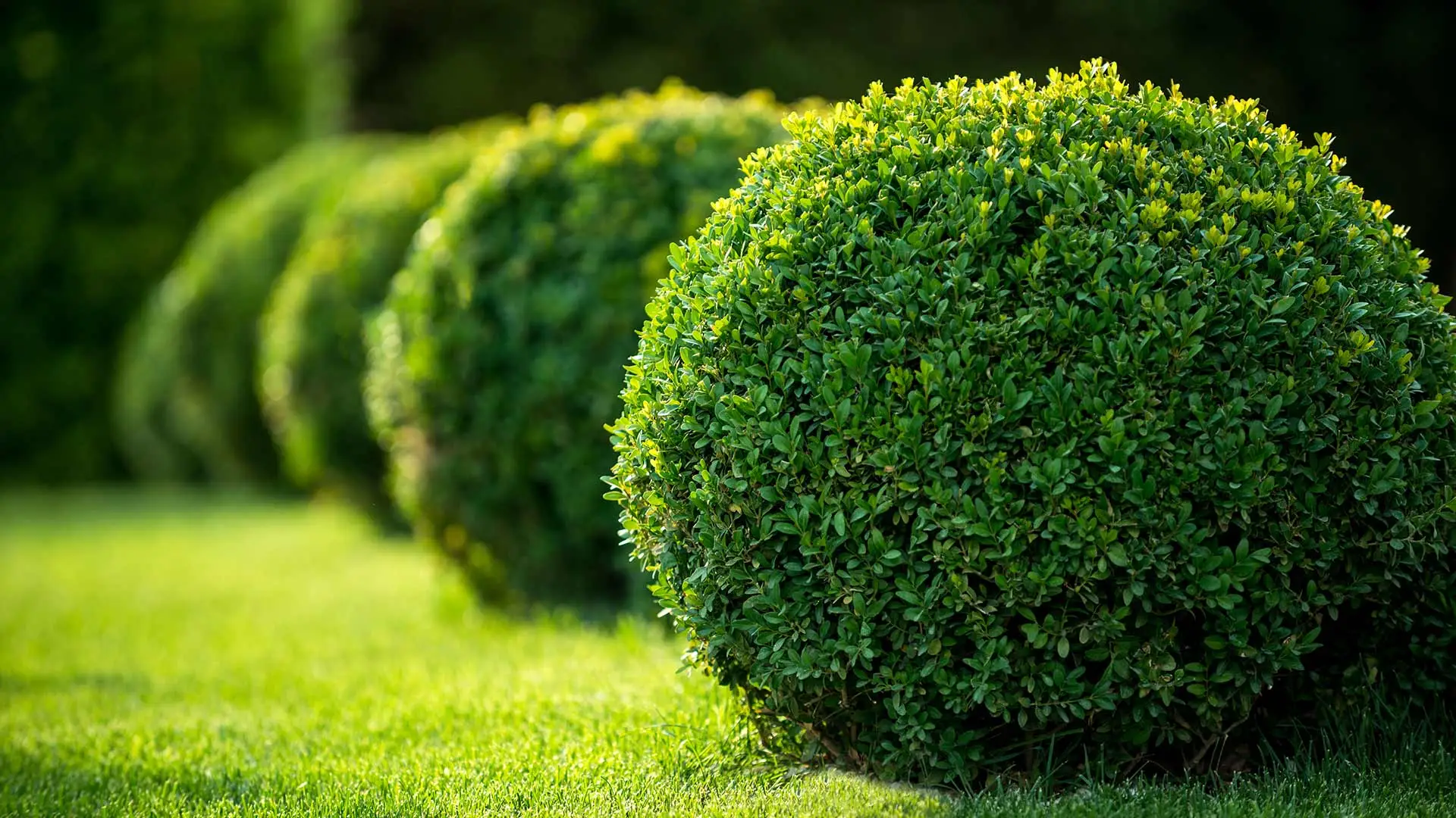 Trimmed landscape shrubs at a home in Bellevue, Nebraska.