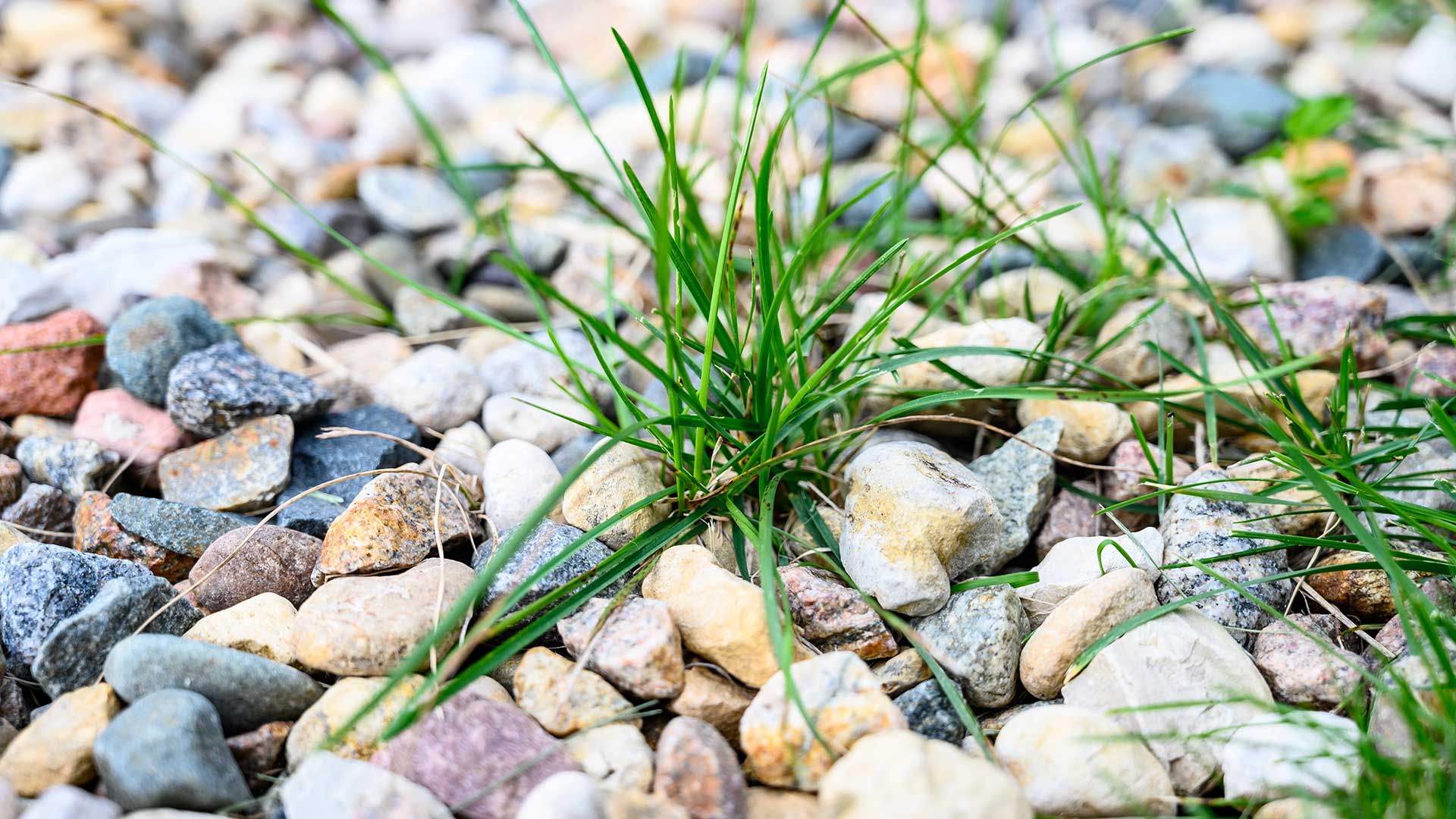 Weeds growing in a rock mulch landscape bed in Omaha, NE.