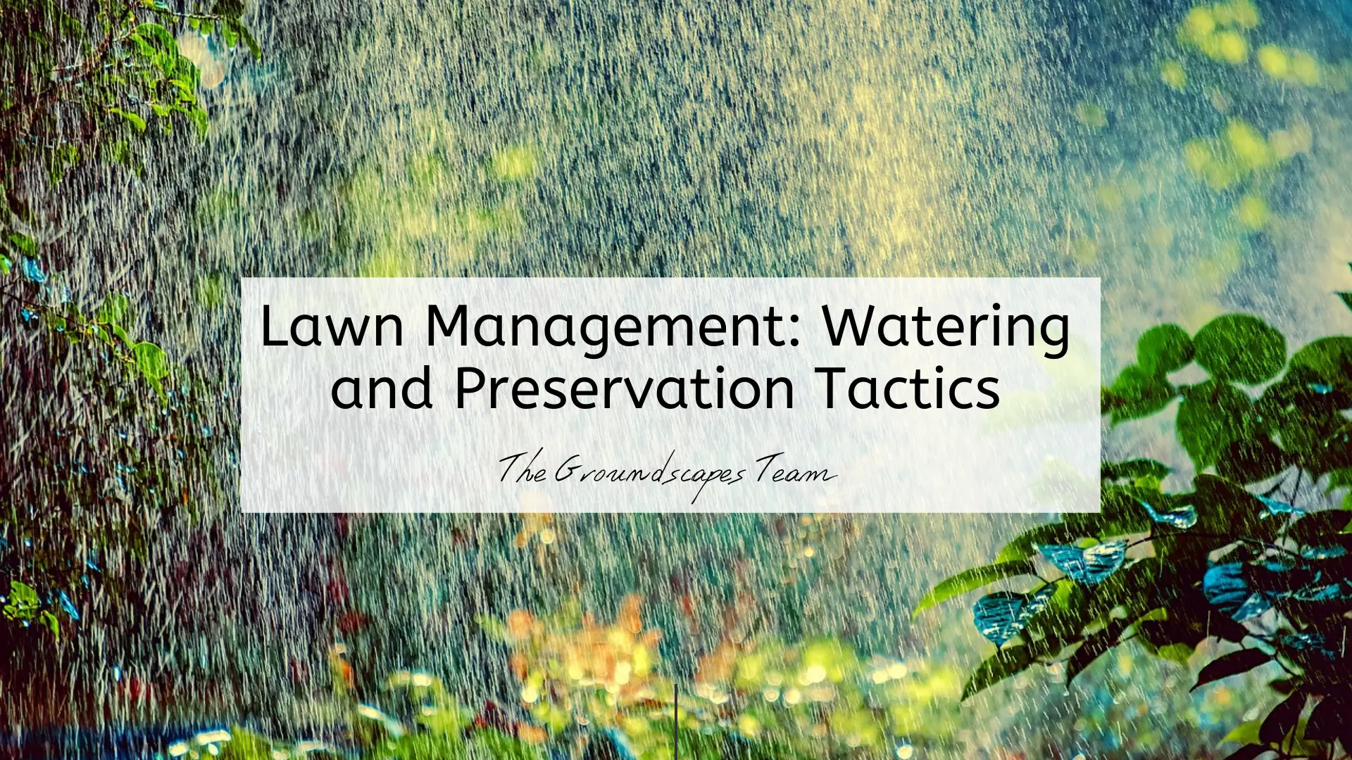 Basic Lawn Management: Watering and Preservation Tactics