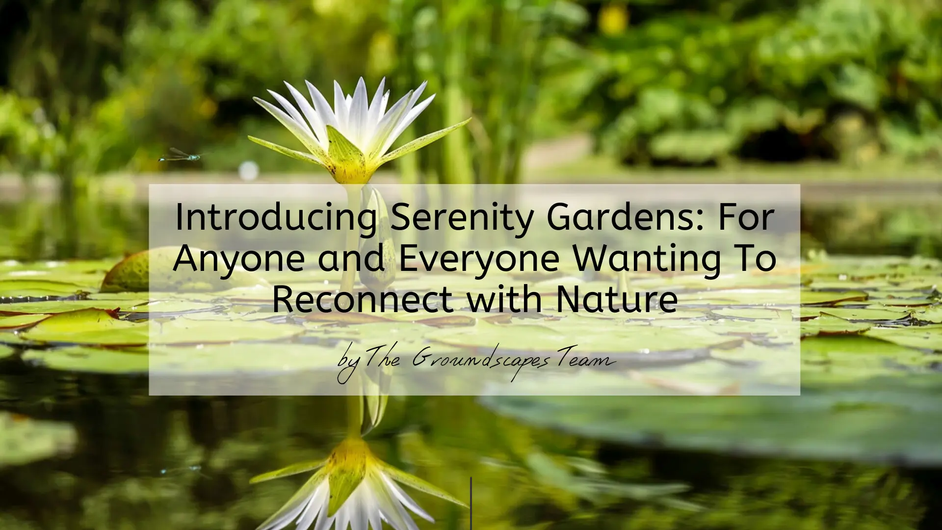Introducing Serenity Gardens: For Anyone and Everyone Wanting To Reconnect with Nature