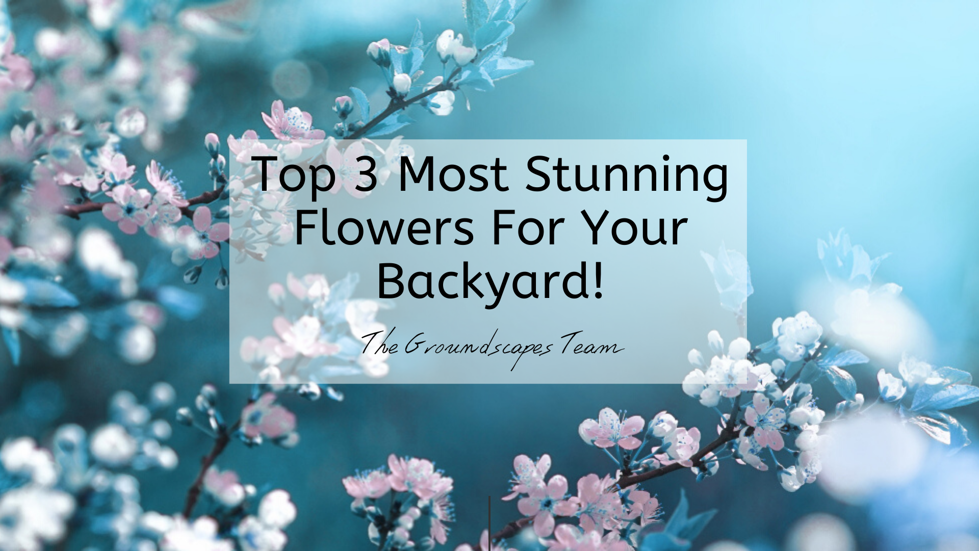 The Top 3 Most Stunning Flowers For Your Backyard!