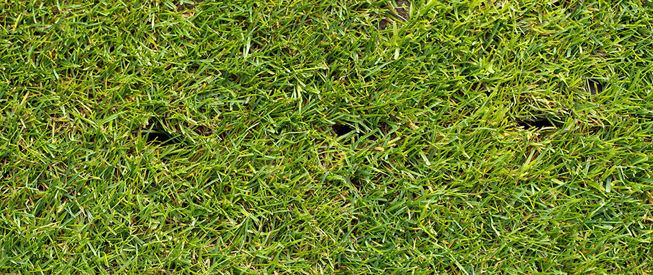 A freshly aerated lawn in Elkhorn, NE.