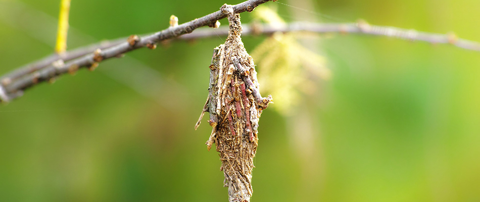 Bagworm hanging on a tree branch in Elkhorn, NE.