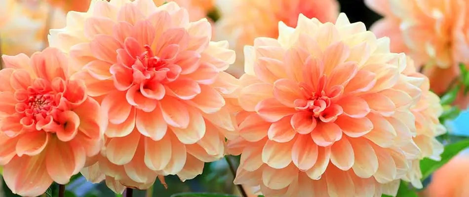 Bright dahlia flowers in bloom near Bennington, NE.