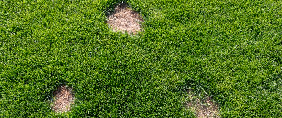 Dollar spot lawn disease found in a lawn in Gretna, NE.