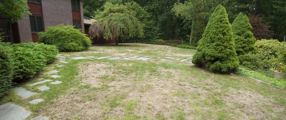 Drying lawn due to grub infestation in Waterloo, NE.