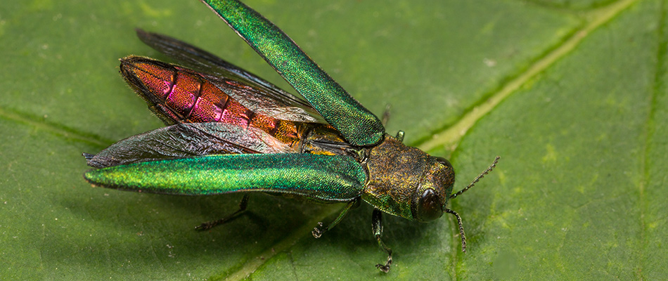 Emerald ash borer insect standing on a leaf in the Omaha, NE area.