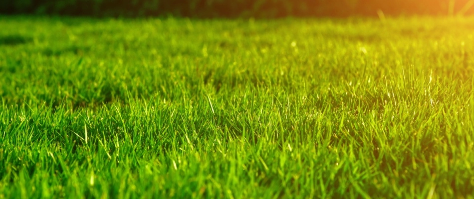 Floor view point of grass blade length in a yard in Gretna, NE.