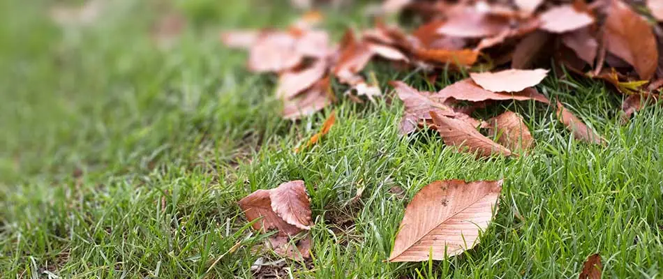 Spring grass emerging under leaves in Omaha, NE.