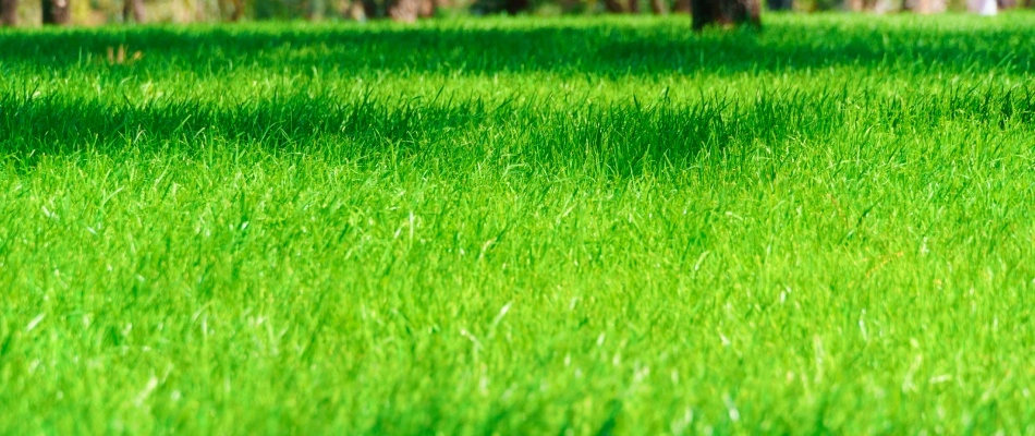 Luscious green grass in a yard in Omaha, NE.