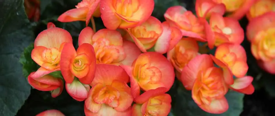 Pink and orange begonia flowers blooming in Bennington, NE.