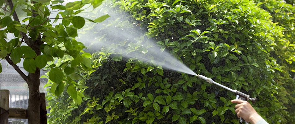 Lawn professional spraying pesticide on a trees near Bennington, NE.