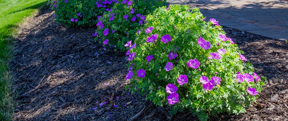 A bed of bushes with purple flowers by a home in Waterloo, NE.