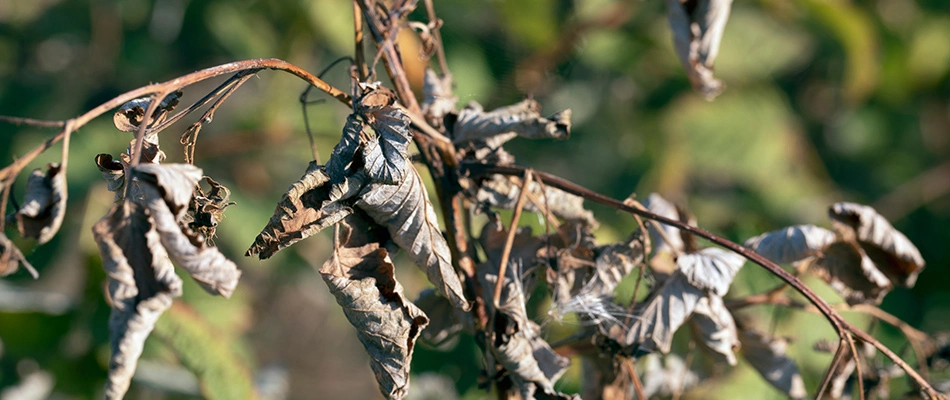 Shriveled tree leaves caused by a tree disease in Omaha, NE.