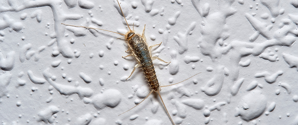 Silverfish on a white wall in Elkhorn, NE.