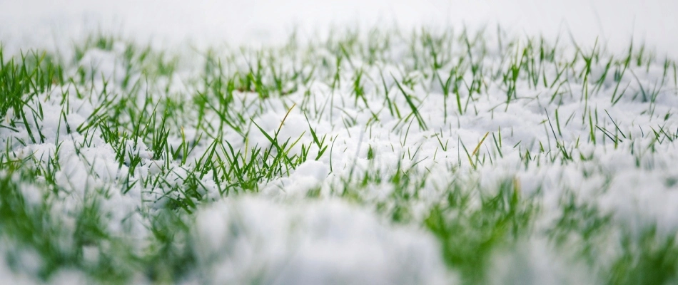 Snowy lawn with green grass blades peaking out in Omaha, NE.