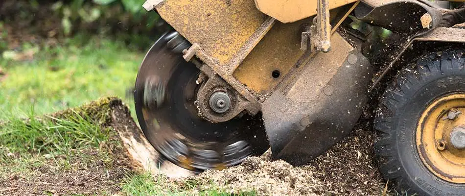 Stump grinding a tree stump in Bellevue, NE.