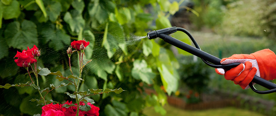 Technician spraying insecticide on red flowers in Elkhorn, NE.