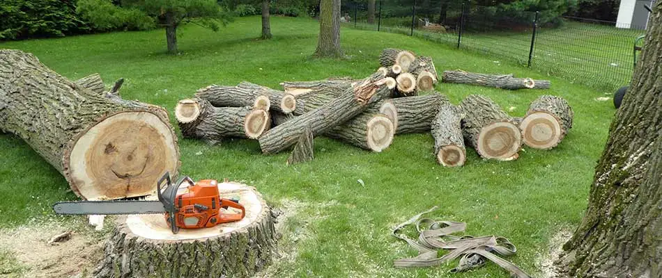 Tree removal and breakdown at a home in Waterloo, NE.