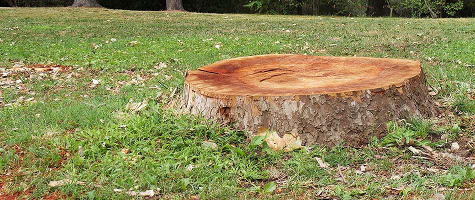 Tree stump in a yard near Elkhorn, NE.