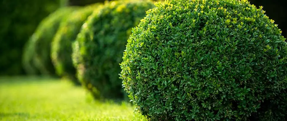 Trimmed landscape shrubs at a property in Omaha, Nebraska.