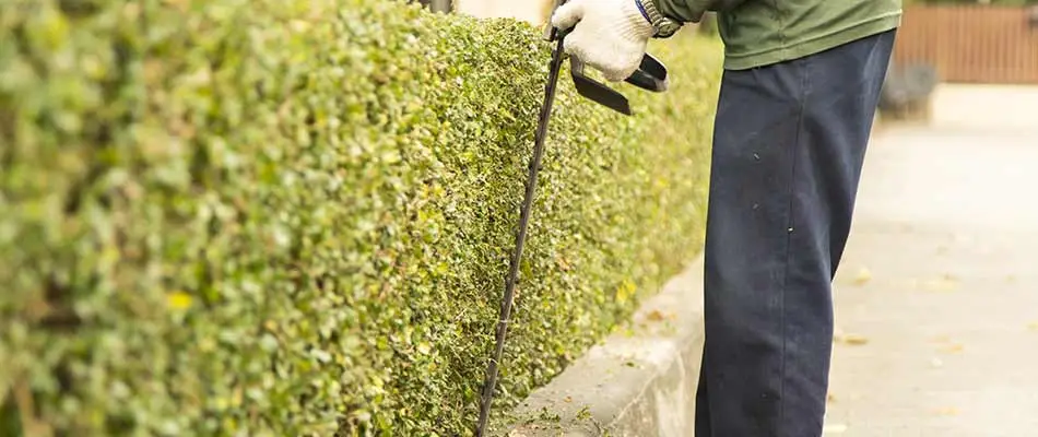 Trimming a row of hedges along a driveway in South Omaha, Nebraska.