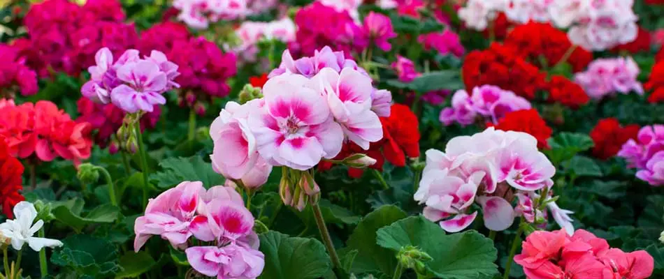 A variety of colors in geraniums near Omaha, NE.