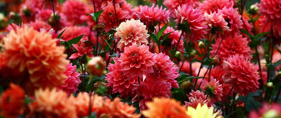 Vivid dhalia flowers blooming at a home in Omaha, NE.