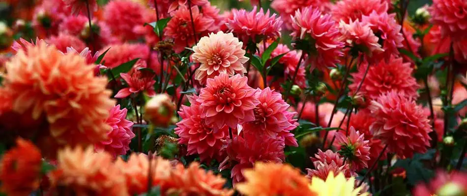 Vivid dhalia flowers blooming at a home in Omaha, NE.