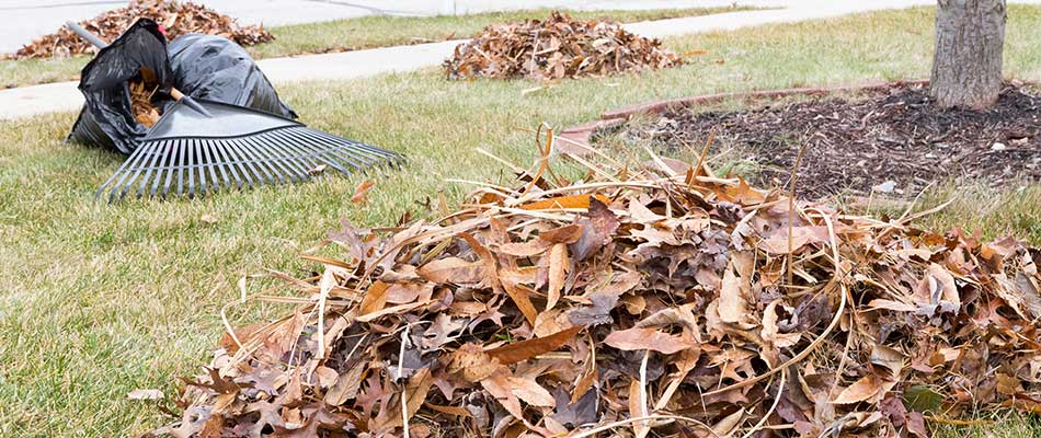 Yard debris and leaves being bagged and removed in Omaha, NE.
